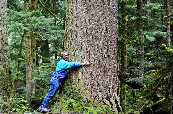 Terapia Da Natureza – Abraçar árvores Pode Curar Doenças